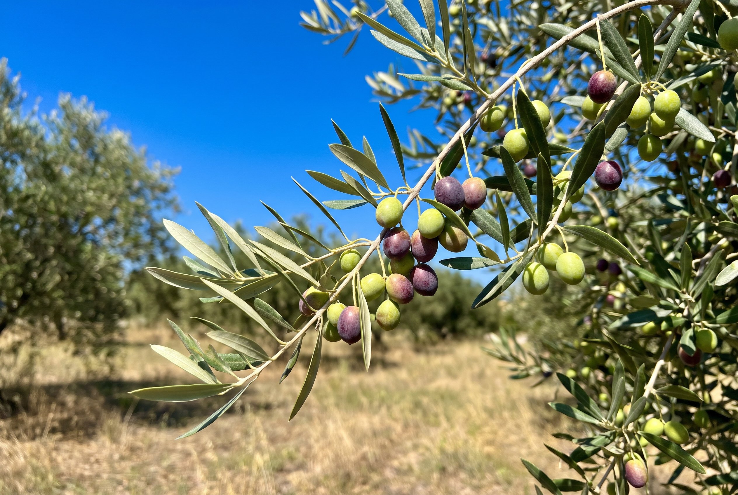 Immagine illustrativa: ramo di olivo con olive verdi e invaiate