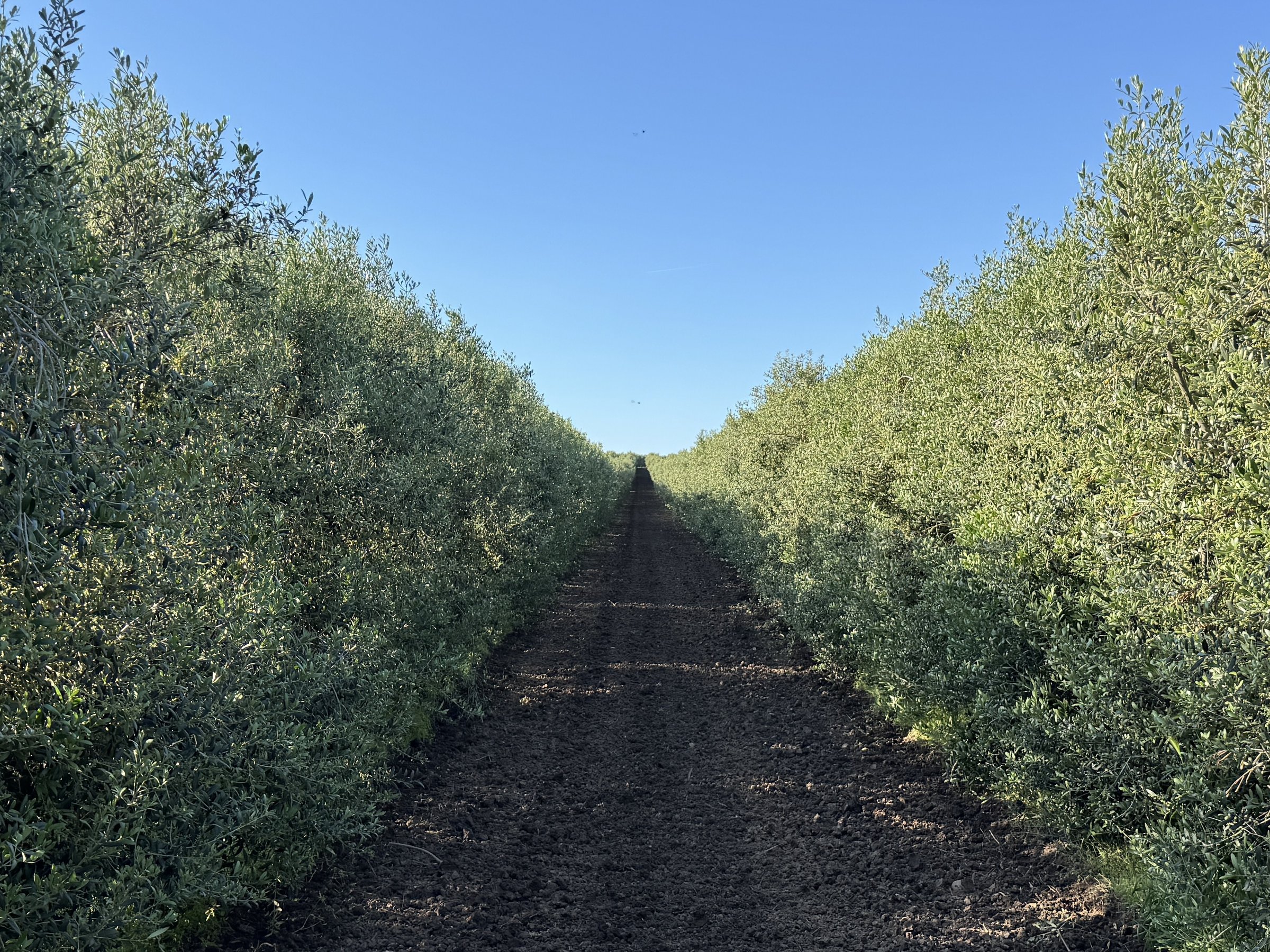 Filari di un oliveto superintensivo, con gli alberi ai lati del passaggio centrale