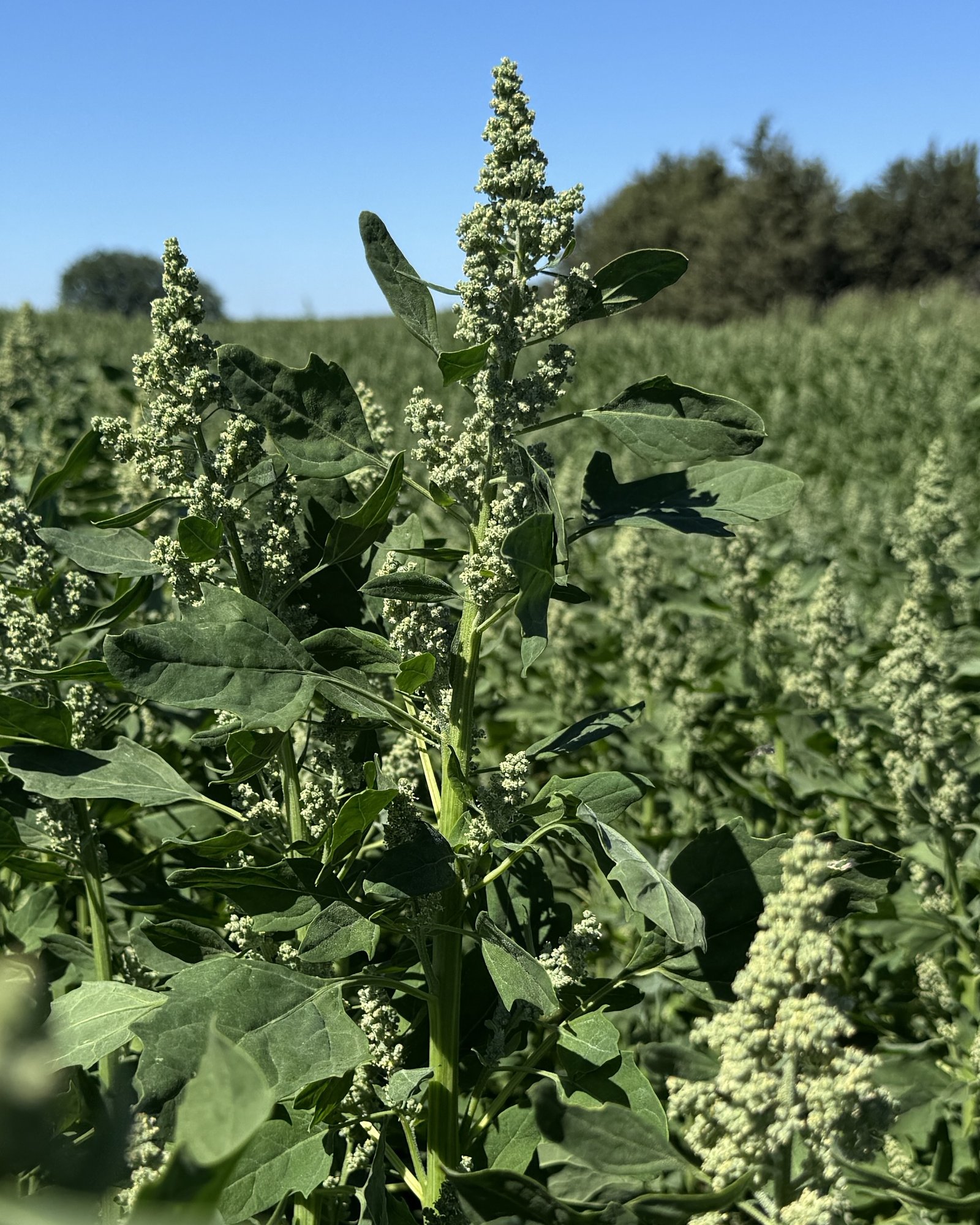 Flowering quinoa plant in a cultivated field