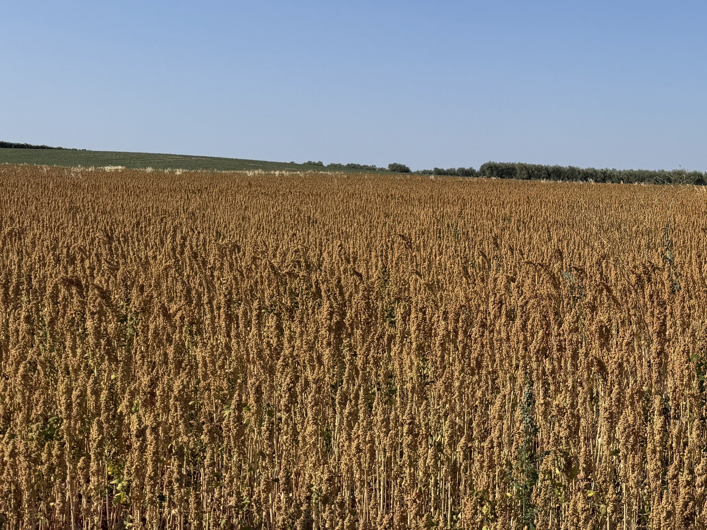 Campo di quinoa matura con le infiorescenze dorate pronte per la raccolta